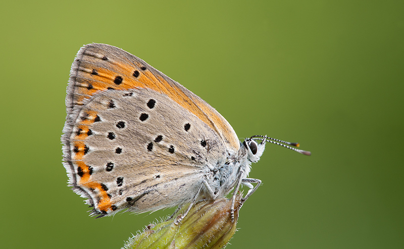 Lycaena alcipron?